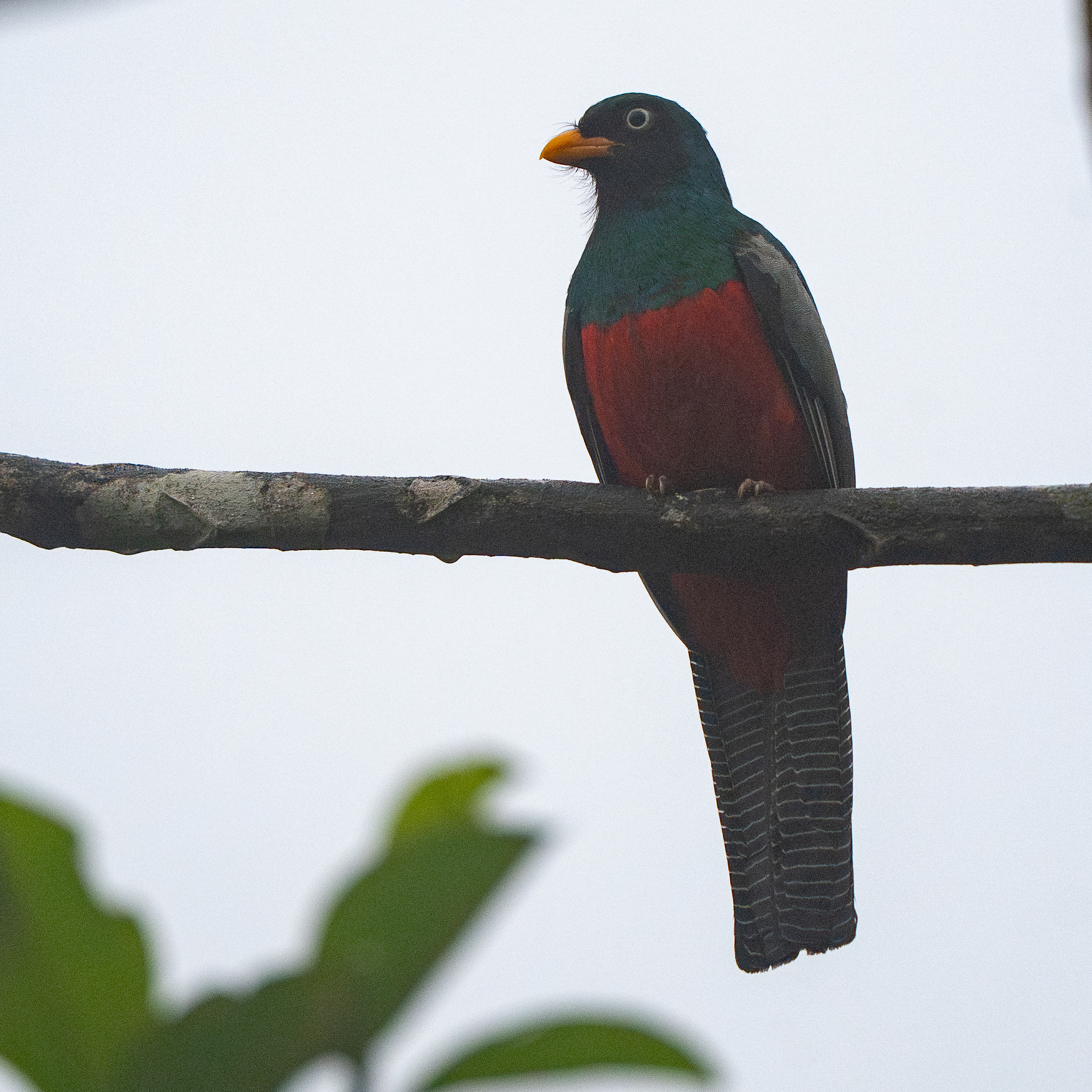 Lattice-tailed Trogon (Trogon clathratus), photo 2