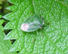 Palomena