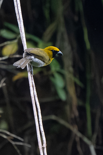 Black-faced Grosbeak (Caryothraustes poliogaster), photo 6