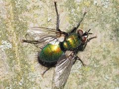 Gymnocheta viridis