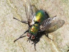 Gymnocheta viridis