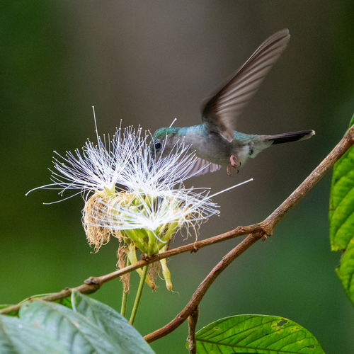Bronze-tailed Plumeleteer (Chalybura urochrysia), photo 8