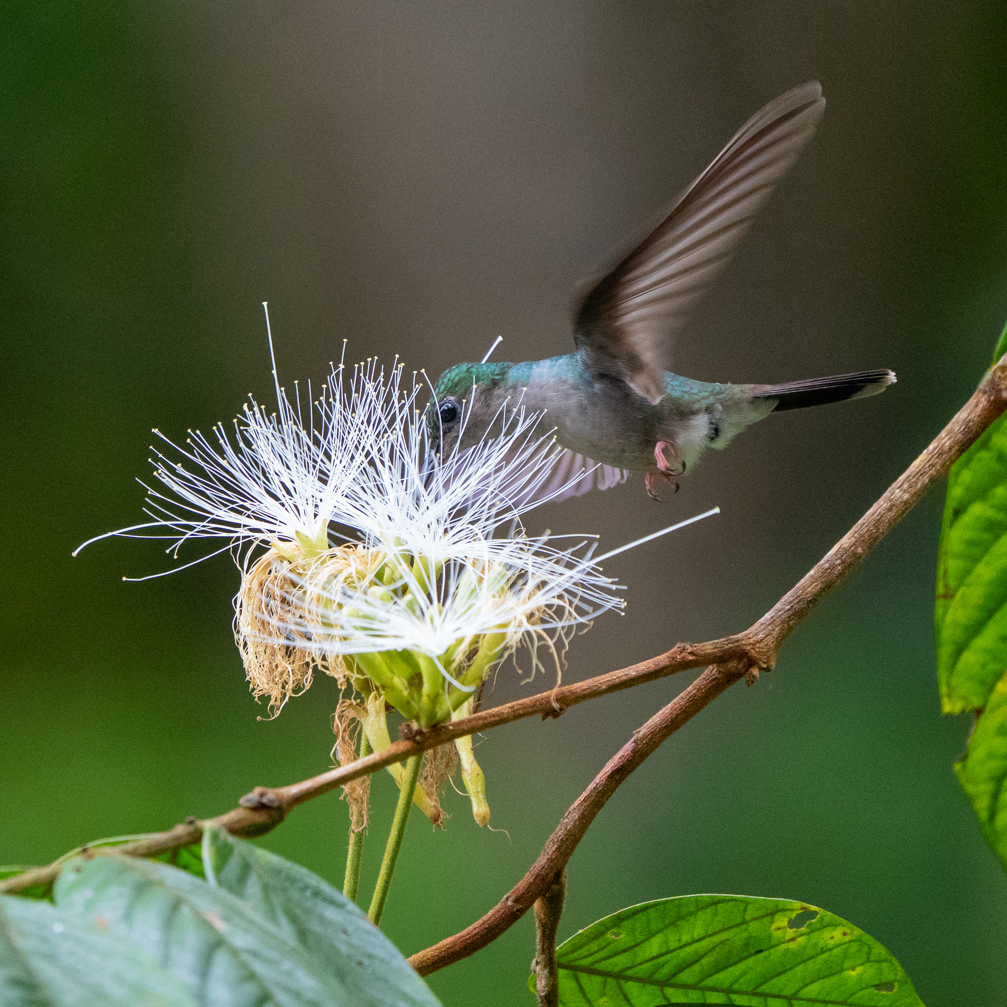 Bronze-tailed Plumeleteer (Chalybura urochrysia), photo 8