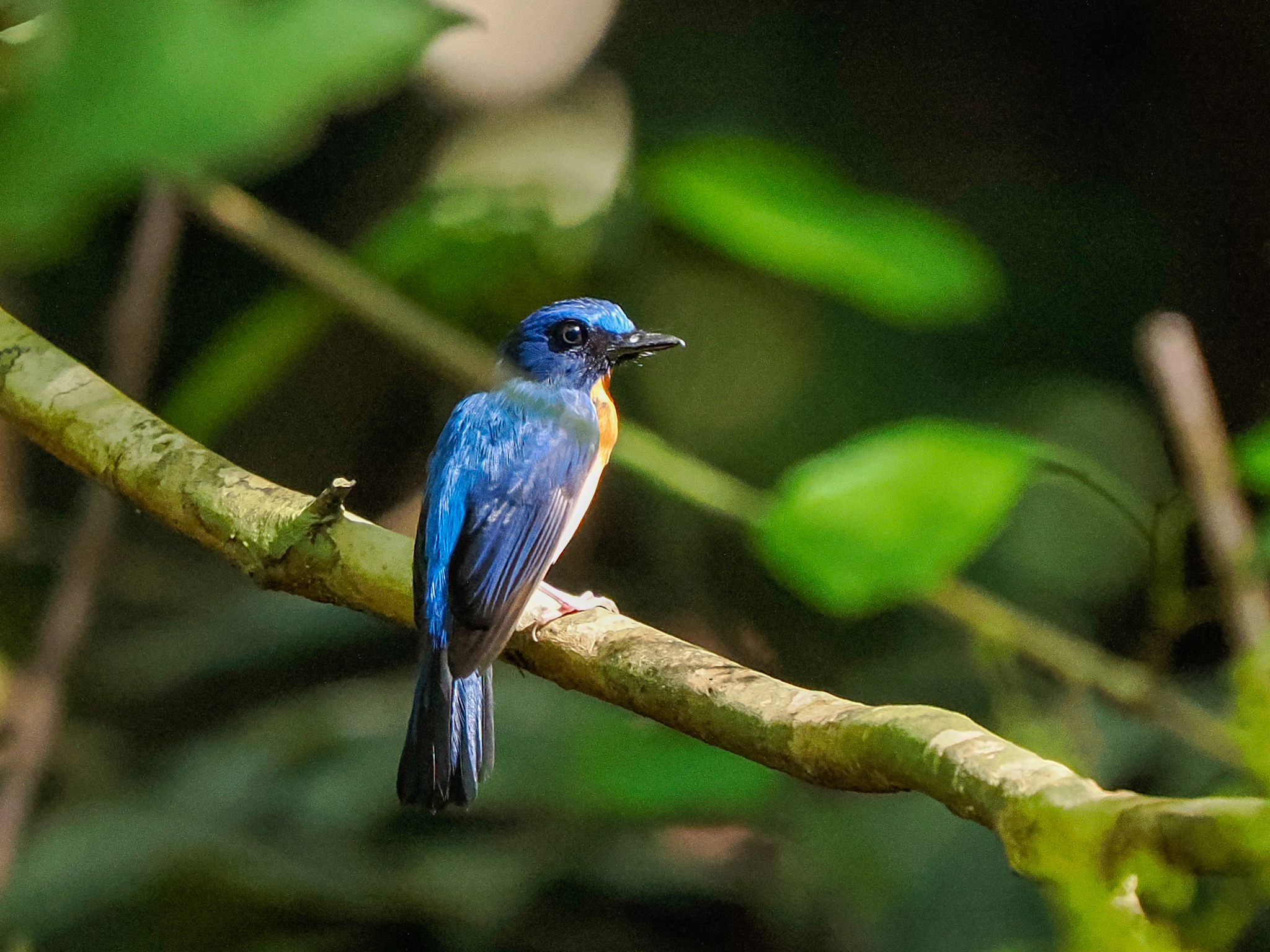 Sunda Blue Flycatcher (Cyornis caerulatus), photo 1