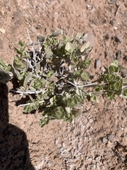 Atriplex parryi
