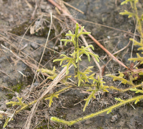 staghorn clubmoss