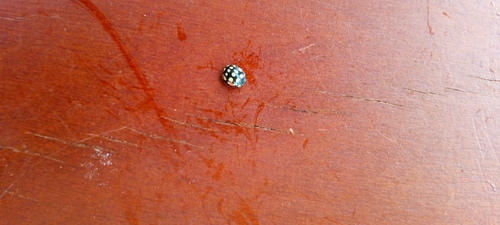 Sulfurous Lady Beetle