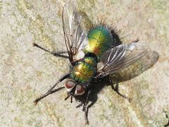 Gymnocheta viridis