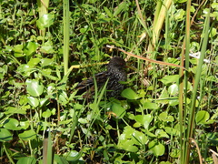 Pardirallus maculatus