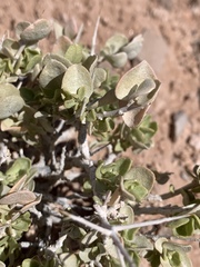 Atriplex parryi