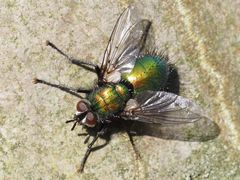 Gymnocheta viridis