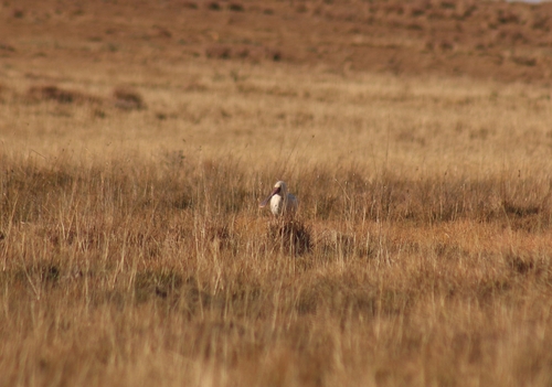 African Spoonbill