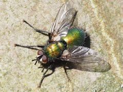 Gymnocheta viridis