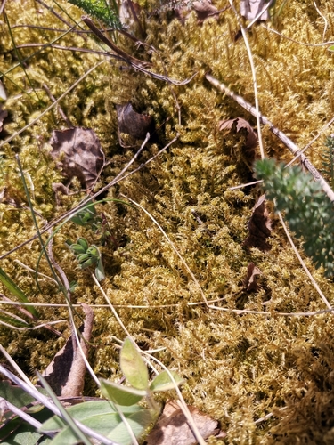 Square Gooseneck Moss