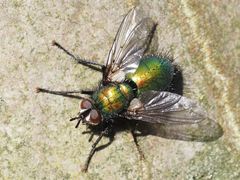 Gymnocheta viridis