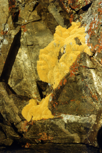 Thylacospermum caespitosum, photograph 2