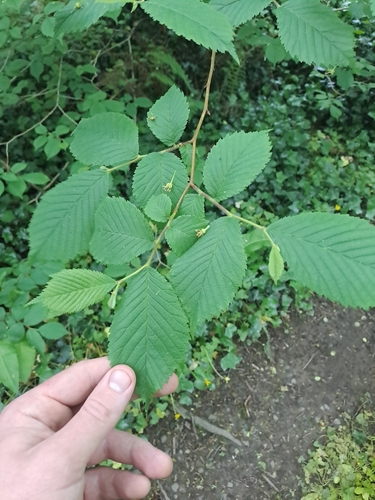 Wych Elm
