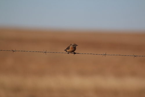 African Stonechat