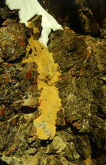Thylacospermum caespitosum
