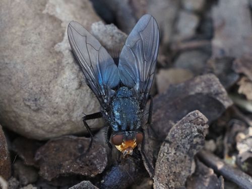 Yellow-faced Blowfly