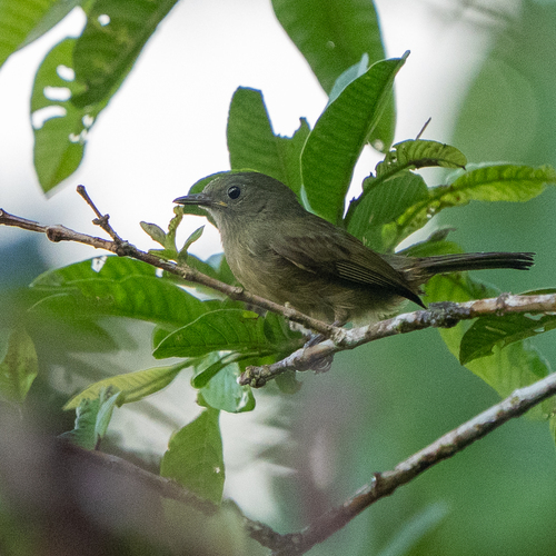 Ochre-bellied Flycatcher (Mionectes oleagineus), photo 8