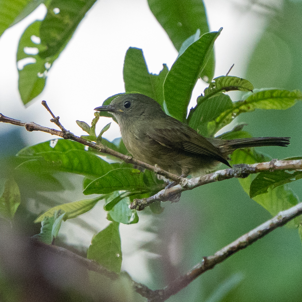 Ochre-bellied Flycatcher (Mionectes oleagineus), photo 8