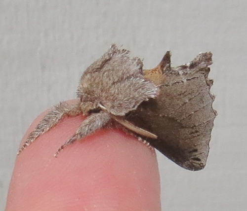 Pheosidea elegans
