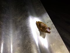 Polypedates iskandari