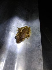 Polypedates iskandari