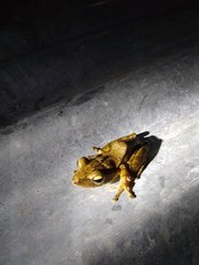 Polypedates iskandari