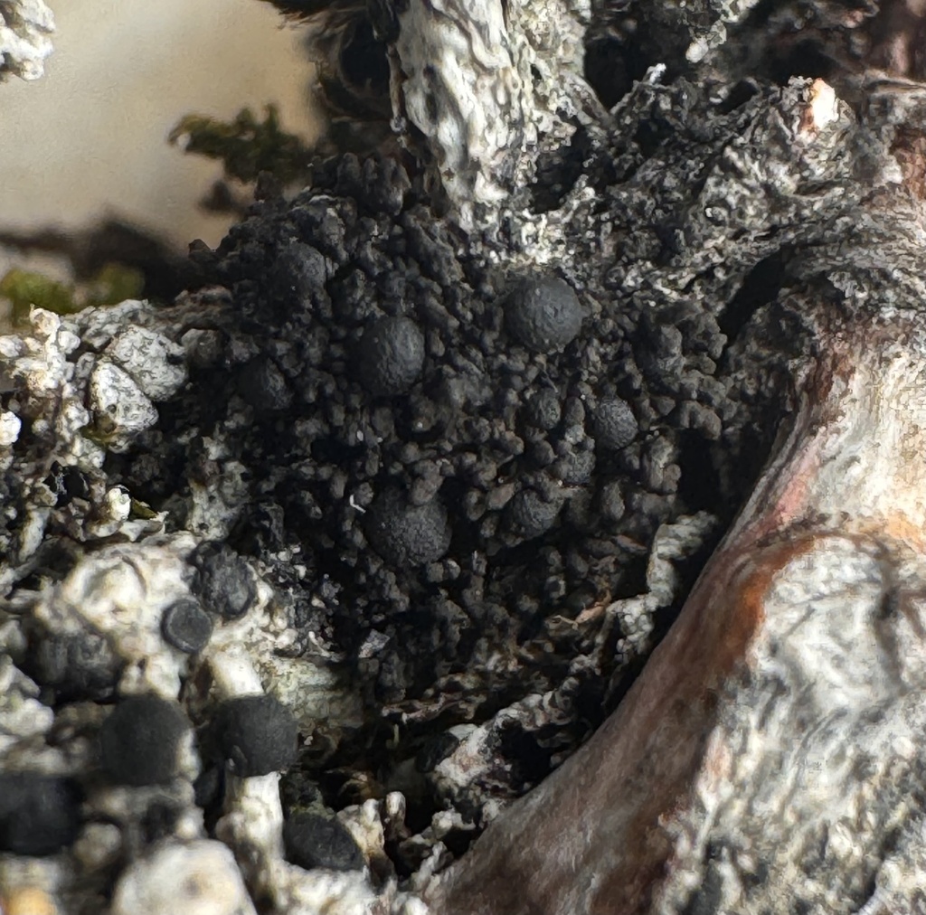 Boreal Onyx Lichen