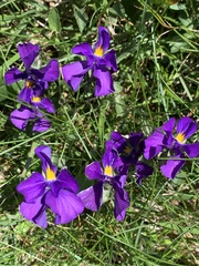 Viola eugeniae
