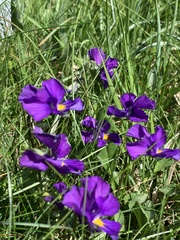 Viola eugeniae, photograph (c) Manuela Fiorini, some rights reserved (CC BY)