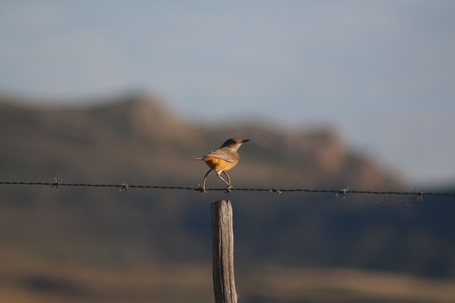 Sentinel Rock-Thrush