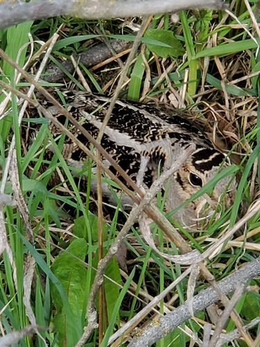 American Woodcock observed by emeraldecho