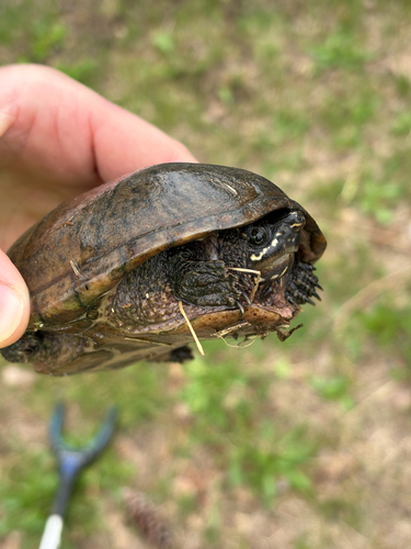 Eastern Musk Turtle observed by connor40885