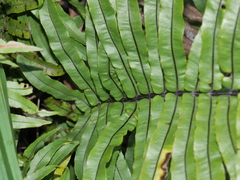 Blechnum minus