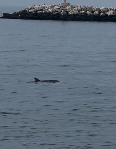Tursiops truncatus