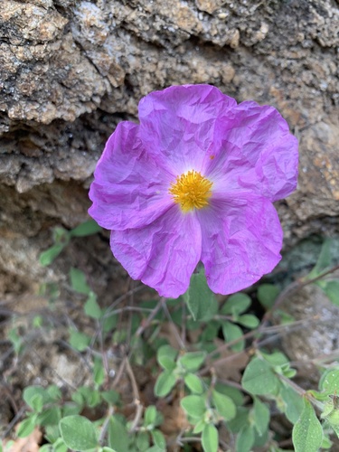 Hoary Rock-rose