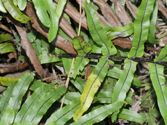 Blechnum minus