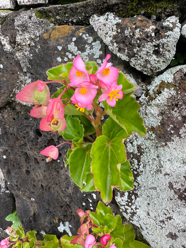 Begonia cucullata observed 2026-05-10