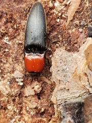 Ampedus rubricollis