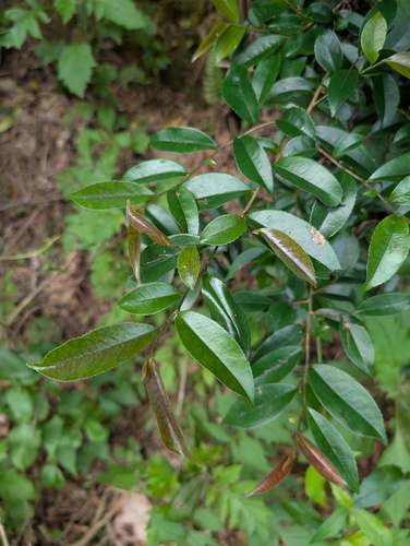 Eurya nitida observed 2026-04-28