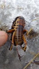 Hemiandrus fiordensis