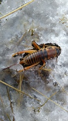 Hemiandrus fiordensis