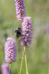 Bombus pyrenaeus