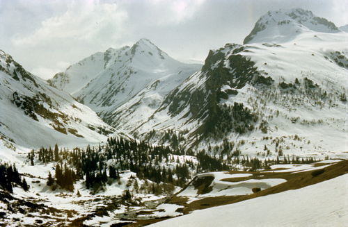 Picea schrenkiana, photograph 6