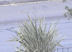 Yucca filamentosa variegata