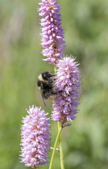 Bombus pyrenaeus