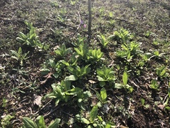 Primula meadia